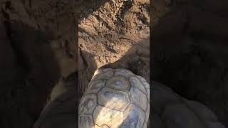 Meet the Majestic Tortoise at the Zoo 🐢 zoo animals animallover tortoise wildlife [upl. by Swithbart952]