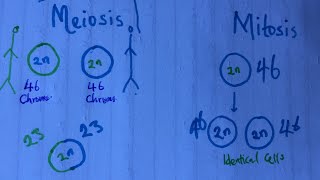 Cell division Mitosis and Meiosis in English  Series 10  Genetics Basics  LetsTakeACellfie [upl. by Cestar]