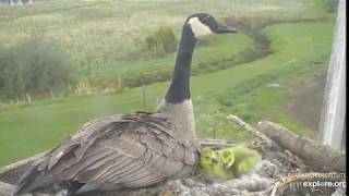 The Charlo goslings jump from the nest 51220  Charlo osprey nest via Exploreorg [upl. by Namzaj]