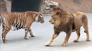 Lion VS Tiger Real Fight  Tough Creatures Ep 4 [upl. by Jacquenetta744]