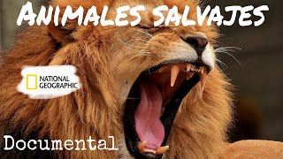 ⚫Animales salvajes DOCUMENTAL National geographic🔘 [upl. by Yffat249]