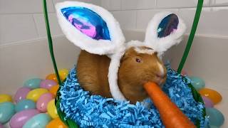 🐹Guinea Pig Giggle Fun Song About Guinea Pigs for Kids 🎵🐹 [upl. by Blake]