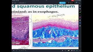 Histology  practical 1 epithelial tissue amp glandular part3 [upl. by Eivlys34]