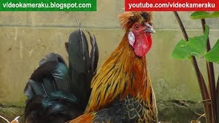 Rooster Crowing Sounds ONE HOUR  04032018 HQ Audio [upl. by Agee]