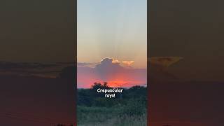 Sunrise crepuscular rays morninginspiration cutedogs youtubedogs sunrise [upl. by Karlow]