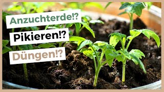 Super kräftige Tomaten vorziehen 🌱🍅 TomatenAnzucht im Haus [upl. by Rance]