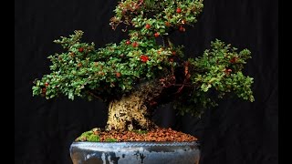 Care Guide for the Cotoneaster Bonsai Tree [upl. by Ulphiah]