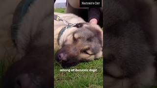 This Dog Breed has the Strongest Bite  animalfacts dogfacts [upl. by Ahsi]