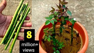 How To Grow Rose Plant From Cuttings  Grow Roses From Stem Cutting  Roses Cutting Idea [upl. by Repooc]