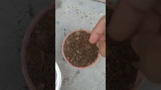 Easy way to Grow Elaichi at Home from Seedsgarden elaichi elaichi at home [upl. by Melany544]