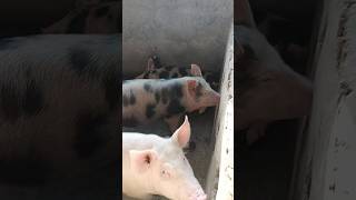 Pig farm raning nanau nohar song punjabi cow cow animals pig £ [upl. by Eneluj]