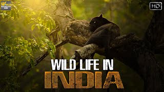 भारत का वन्यजीवन एक अलग नजरिये सें  Indian Wild Life  Wild Documentary [upl. by Jermain]