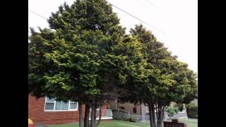 Plant ID Golden Hinoki Cypress Chamaecyparis obtusa Crippsii [upl. by Adaline]