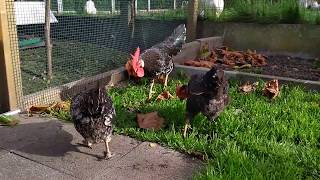 WORLD ANIMAL DAY 6 Black mottled Ancona bantams and naked neck get to go outside their pen [upl. by Annaili]