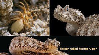 பாம்பு🪱 இப்படியும் வேட்டையாடுமாSpider tailed Horned viper Thriling Facts [upl. by Darrelle765]