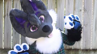 Max the Wolf  FURSUIT FEATURE [upl. by Yul]