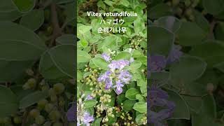 Vitex rotundifolia순비기나무 꽃말quot보랏빛 그리움quot💕 浜栲ハマゴウ만형자ハマボウ 바닷가 모래땅에 서식꽃이름 flower name 花の名前 [upl. by Mirabelle]