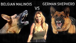 BELGIAN MALINOIS VS GERMAN SHEPHERD DOG  WHO IS KING [upl. by Plossl]