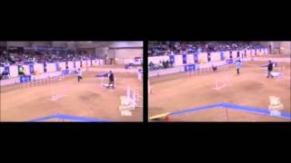 Dog Agility Virtual Matchup Small vs Large [upl. by Kresic]