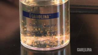 How to Care for Daphnia [upl. by Herald]