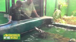 Siamese crocodile exhibits protective behaviour [upl. by Zaragoza]