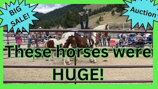 This horse AUCTION was CRAZY [upl. by Astraea439]