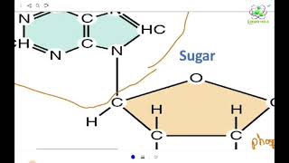 Biophysics PT gu lectuer 3 quotATP structurequot [upl. by Burkhardt497]