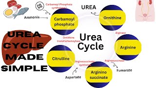 Urea cycle made simple  amino acid metabolism  ornithine cycle biochemistry biochemistrynotes [upl. by Dirfliw]