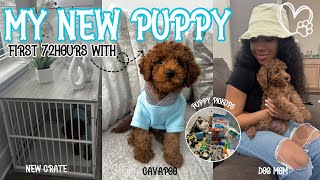 GETTING MY NEW CAVAPOO PUPPY  FIRST 72HOURS VLOG ᥫ᭡  shopping puppy prep adjusting more [upl. by Akerehs]