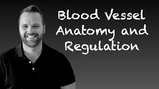 Blood Vessels Anatomy and Pressure Regulation [upl. by Roselani727]