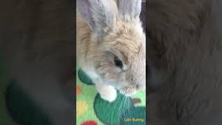 baby bunny Lele Bunny bunny rabbit pets smartrabbits cute littlebunny cuteanimals [upl. by Maybelle]