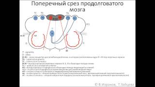 Medulla oblongata продолговатый мозг [upl. by Nyrahs]