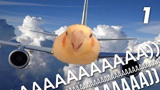 9 MIN OF DANK BIRB MEMES 1 [upl. by Adianez]