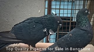 Old lineage Best Quality Home Breeder Guldar Pair pigeons for sale in Bangalore [upl. by Popelka101]