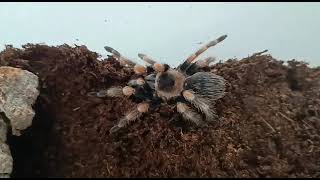 Brachypelma hamorii ♀️ Mexican red knee tarantula [upl. by Maurice]