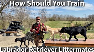 How To Train Littermates  Basic Obedience Training With Labrador Retriever Puppies [upl. by Jarv]