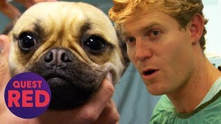 Can Dr Chris Brown Save This Pregnant Pugs Litter  Bondi Vet [upl. by Drofub942]