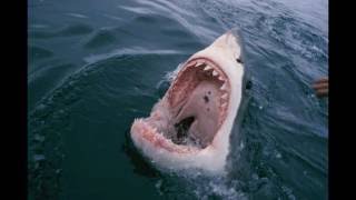 Mysterious Great White Shark Attacks on Sea Otters Surge [upl. by Letsirhc]