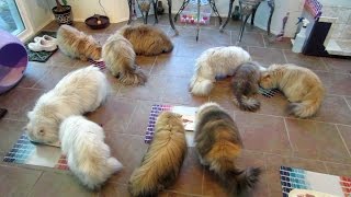 14 10 26 ALL the Persian kitties gather for breakfast [upl. by Eirrak]