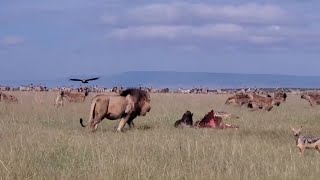 Male lion steals from 20 hyenas [upl. by Atilemrac]