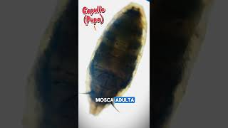 ¿Has visto como nace una mosca 🪰 mosca biologia ciencia laboratorio microscopio fy fypシ゚ f [upl. by Trebloc]