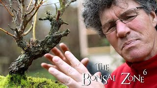 My Weeping Willow Bonsai The Bonsai Zone May 2019 [upl. by Oxford]