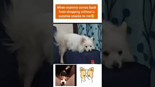 My pet dog Richys expression when sadpet saddog richy fun doglover eelatetome [upl. by Ahsieit]