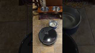 roborock S8 max V robot vacuum mopping around dog bowls [upl. by Eidas]