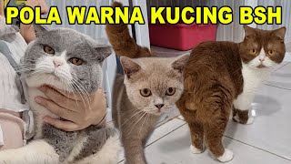 Pola Warna Di Kucing British Shorthaired [upl. by Naujid]