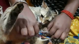 MY CAT GIVING BIRTH 😸 vlog catgivebirth [upl. by Leonor]