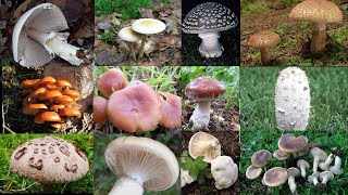 champignons comestible Quelles sont les champignons comestibles [upl. by Naashar]