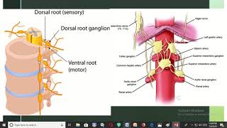 Difference between ganglion and nucleus of nervous system [upl. by Kelsey]