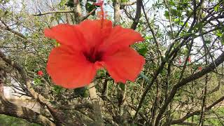 hibisco vermelho hibisco flor natureza [upl. by Brownley523]