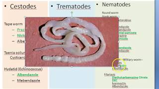 Pharmacology 923 a Anti Helminthic Drugs Parasite Albendazole Mebendazole Ivermectin [upl. by Benjamen]